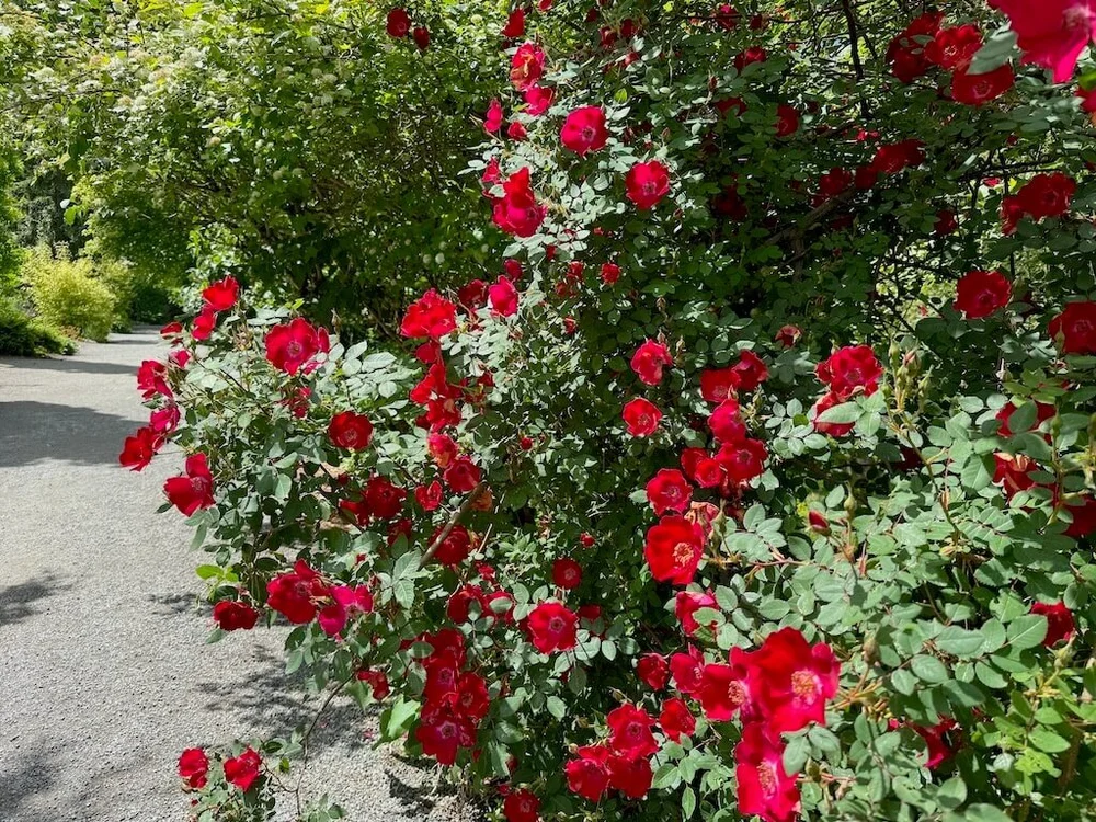Rosa 'Eddie's Jewel' (Eddie's Jewel Rose) — Northwest Blooms